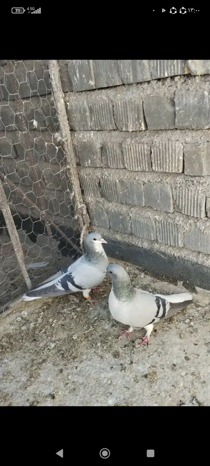 کفتر شهری|پرنده|شیراز, دلگشا|دیوار