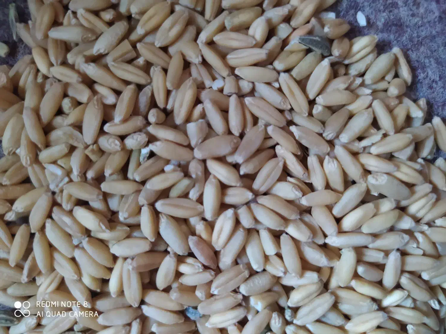 گندم دست چین دیم|خوردنی و آشامیدنی|داران, |دیوار