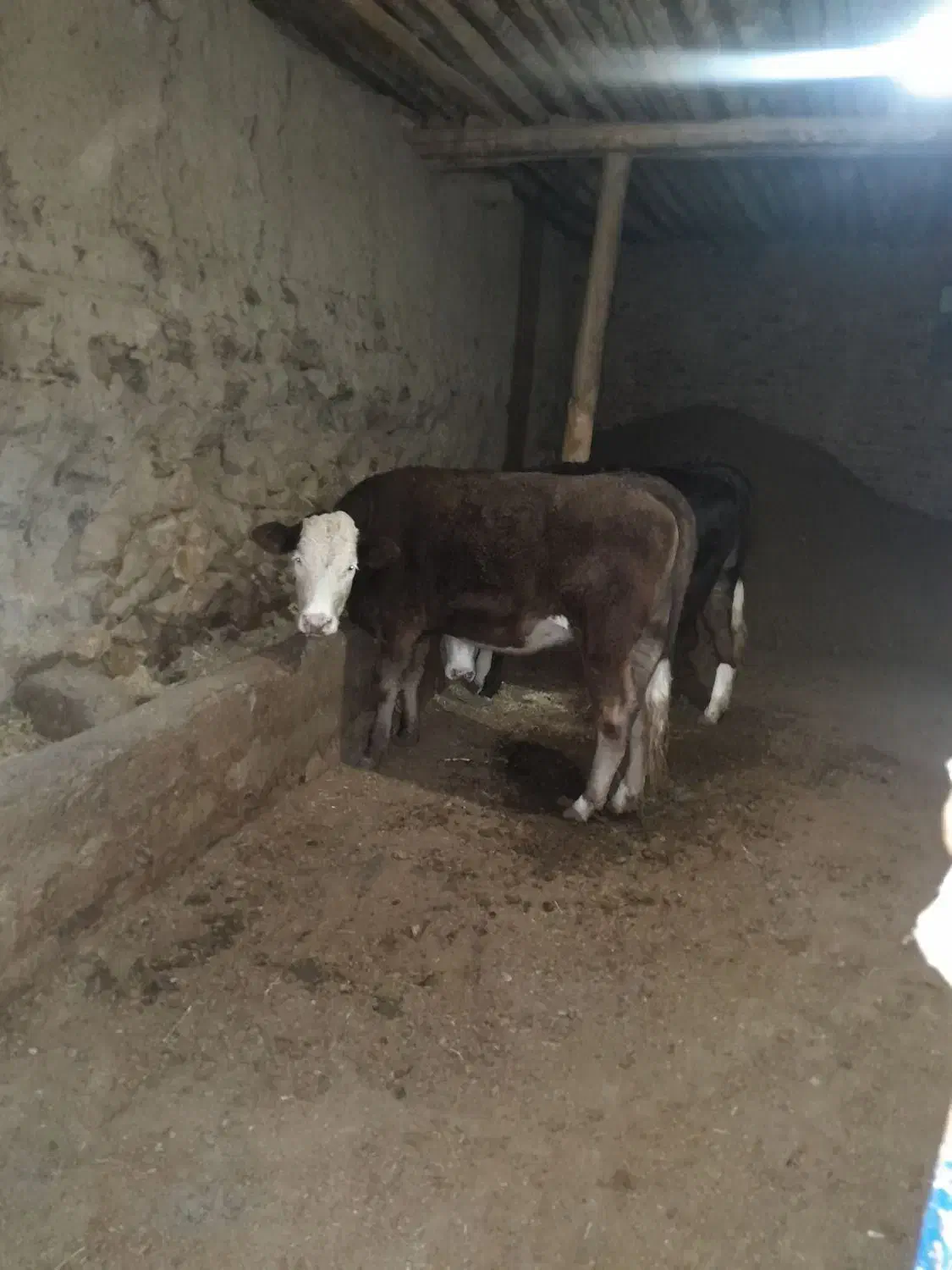 فروش تلیسه ماده|حیوانات مزرعه|محمدبار, |دیوار