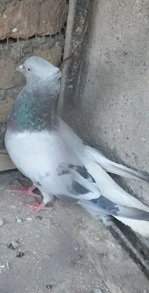 دمسفید|پرنده|تربت‌حیدریه, مسجد جامع|دیوار