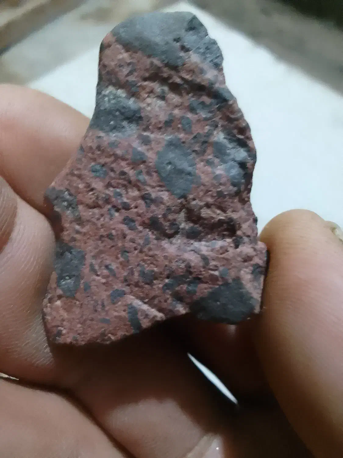 طبیعت|کلکسیون و سرگرمی|بیرجند, |دیوار