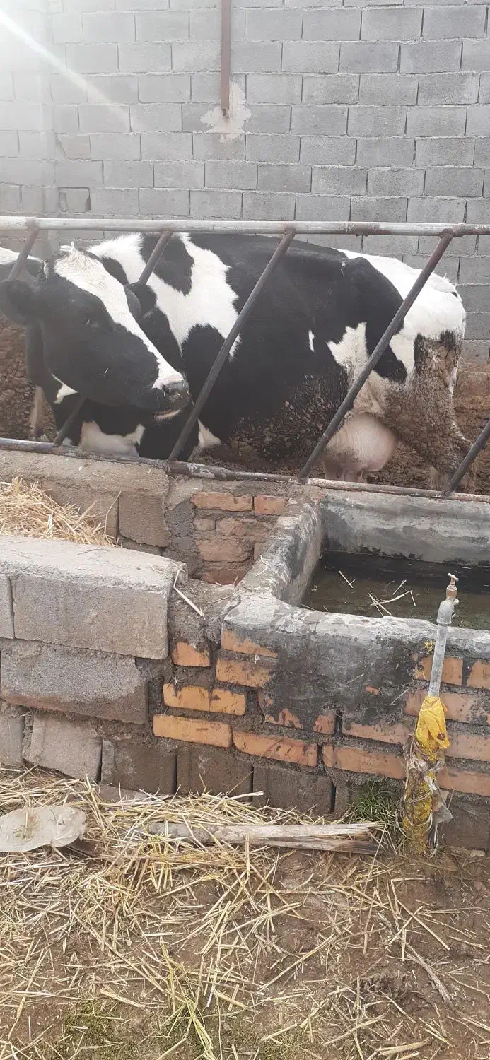 گاو شیری|حیوانات مزرعه|اسفراین, |دیوار