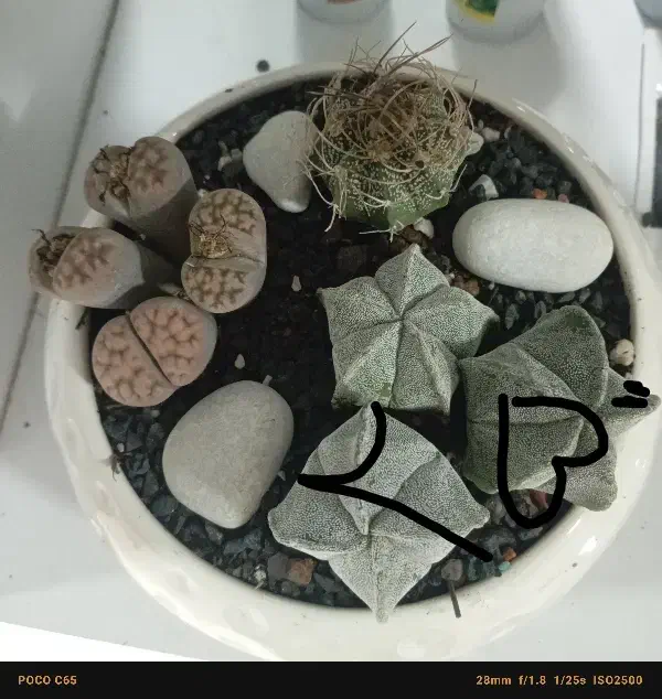 گل گیاه|گل و گیاه طبیعی|مشهد, شهرک صنعتی توس|دیوار