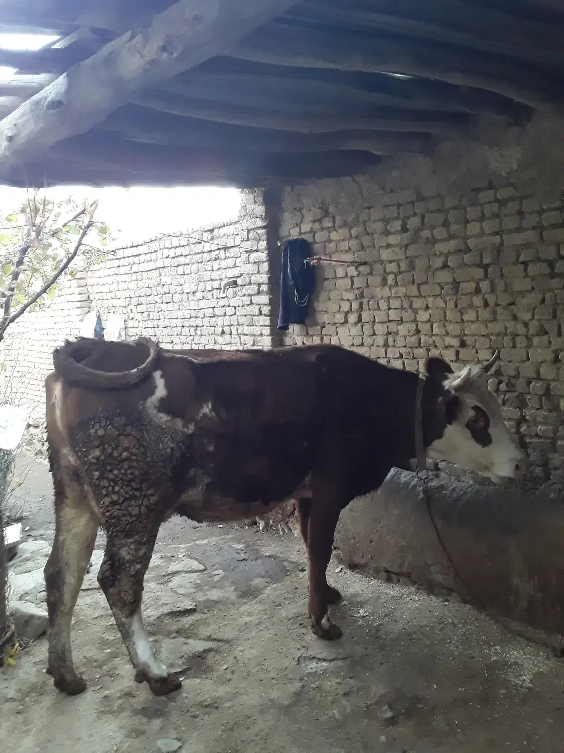 گاو سیمینتال همراه گوساله|حیوانات مزرعه|بروجرد, |دیوار