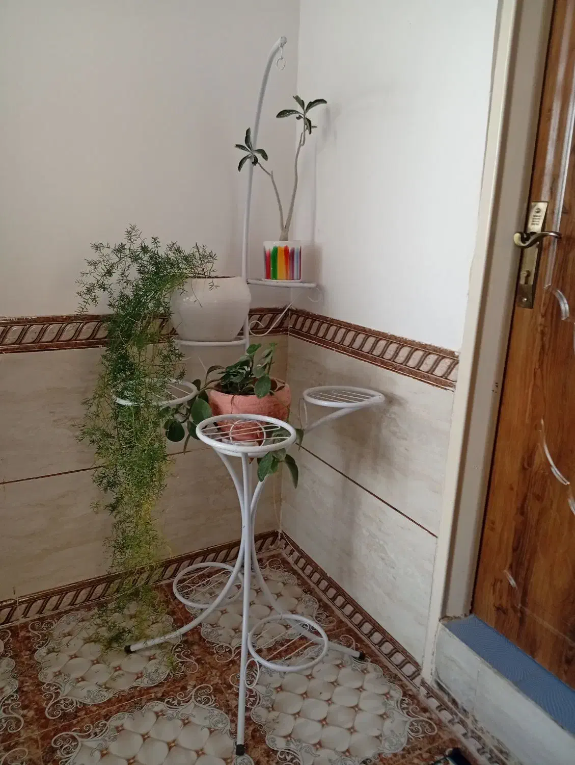 استند گل|گل و گیاه طبیعی|بردسیر, |دیوار