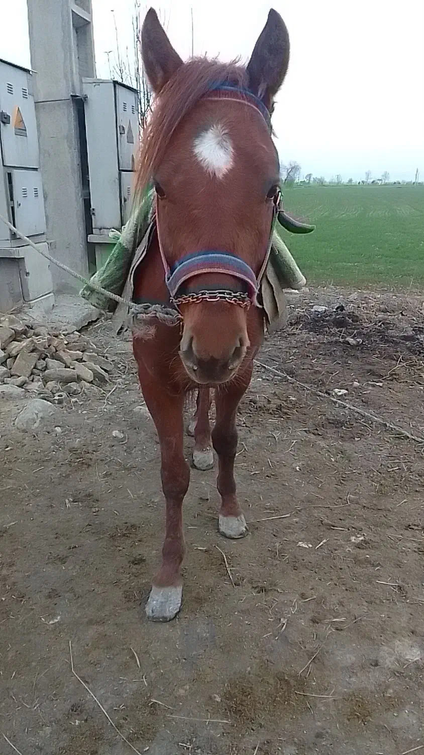 فروش اسب نریان جوان|اسب و تجهیزات اسبسواری|گرگان, |دیوار