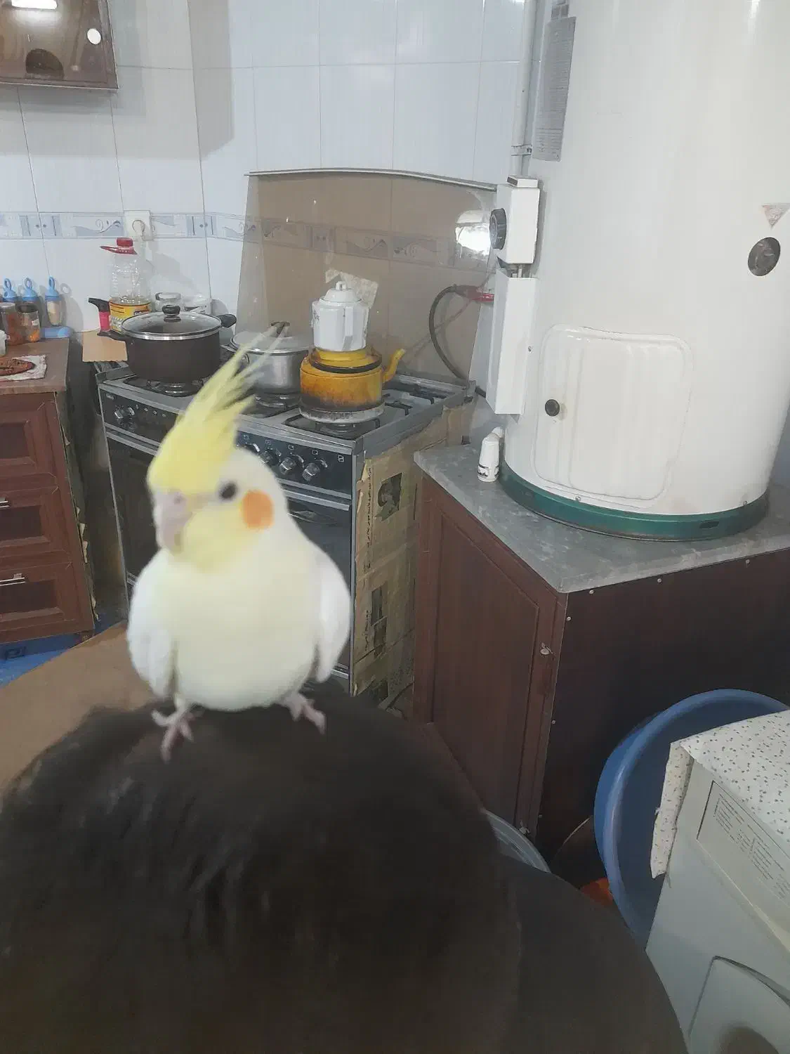 عروس هلندی|پرنده|شهرضا, |دیوار