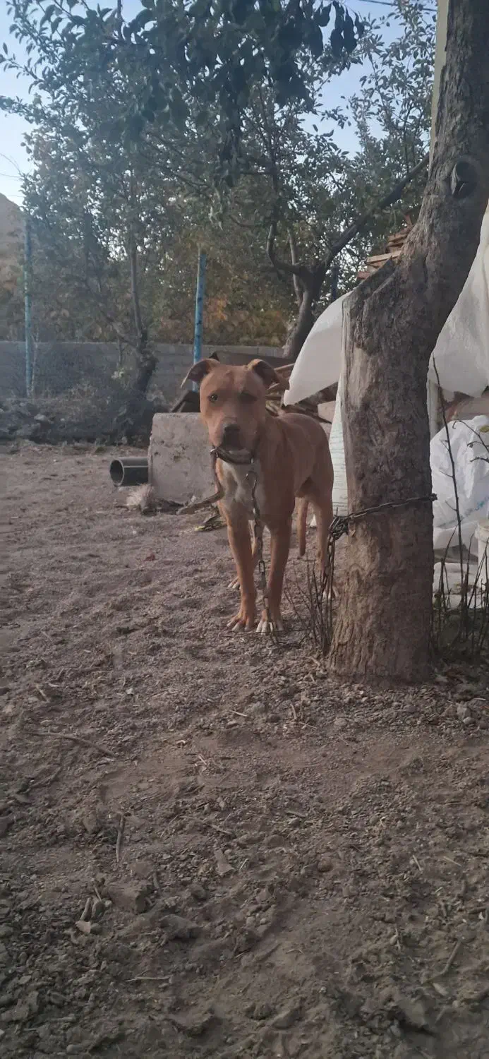 پیتبول نر|سگ|تهران, تهرانسر مرکزی|دیوار