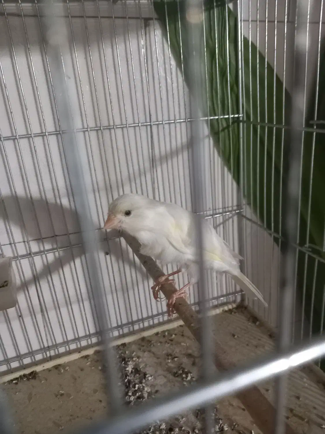 قناری|پرنده|جوکار, |دیوار