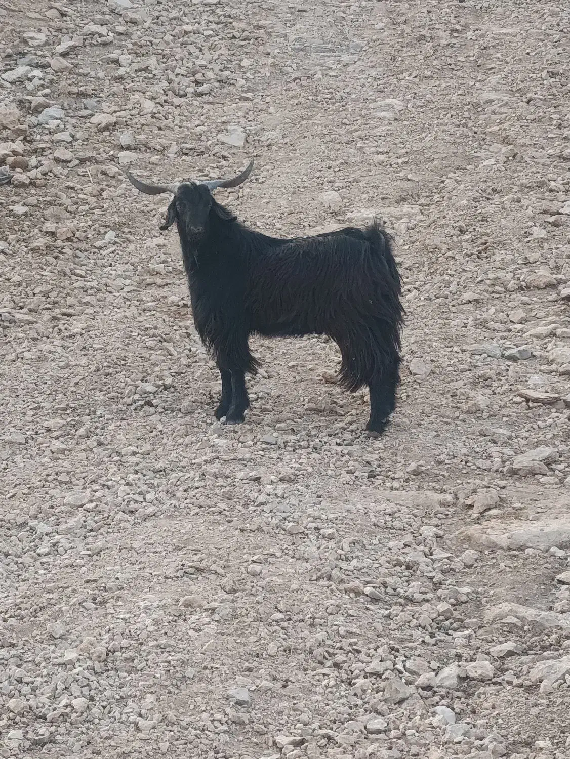 فروشی|حیوانات مزرعه|پلدختر, |دیوار