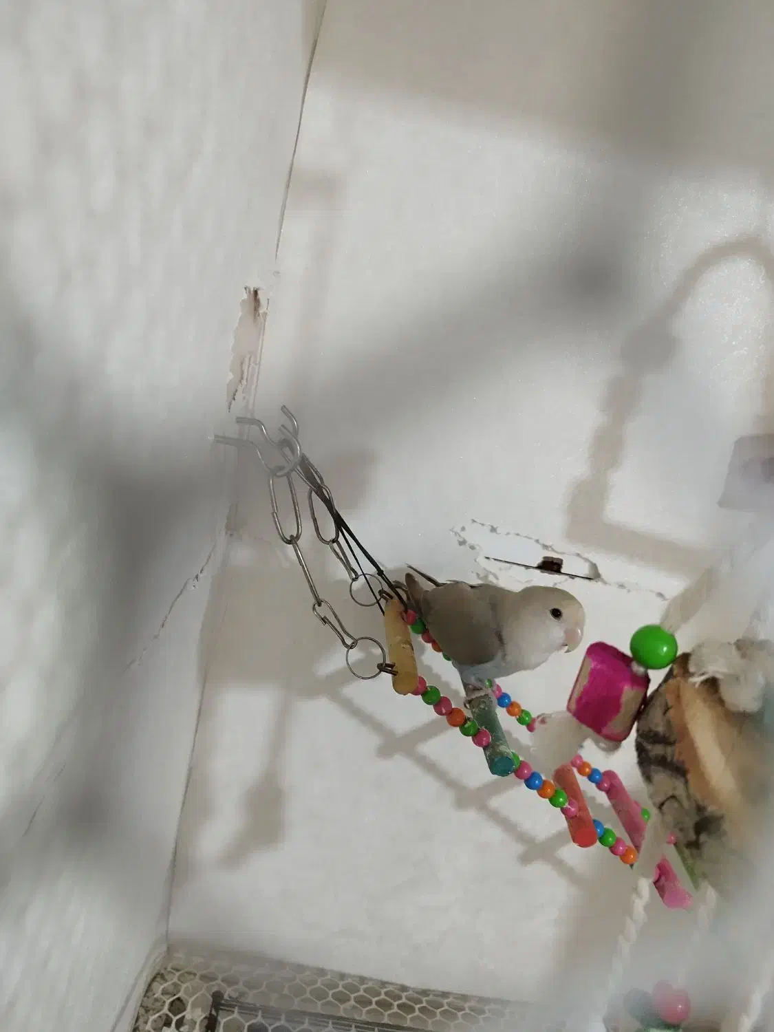 طوطی برزیلی|پرنده|ارومیه, |دیوار