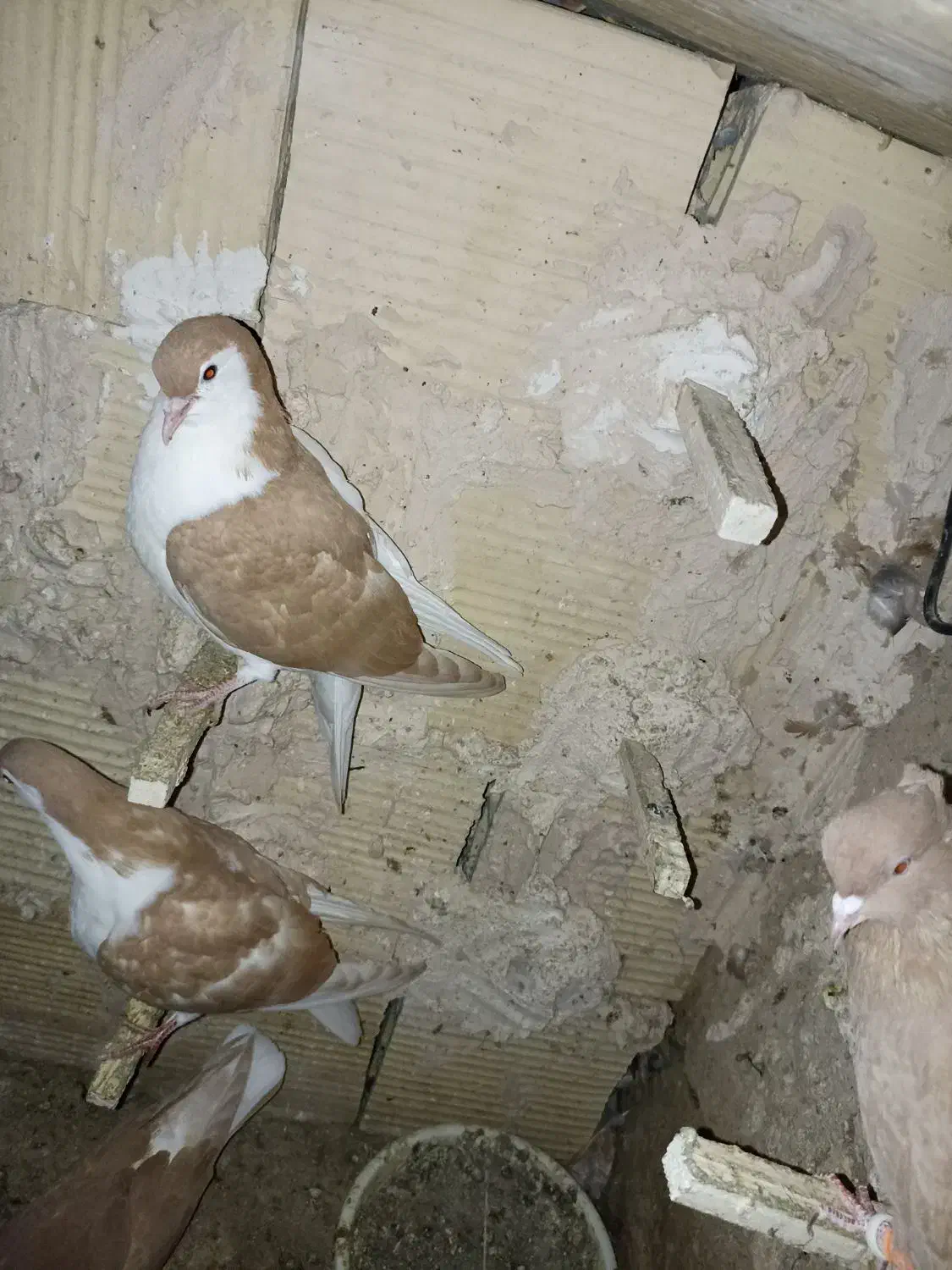 ۴تاکفترجوجه چپ کلاغ چپ ساده|پرنده|مشهد, شهید قربانی|دیوار