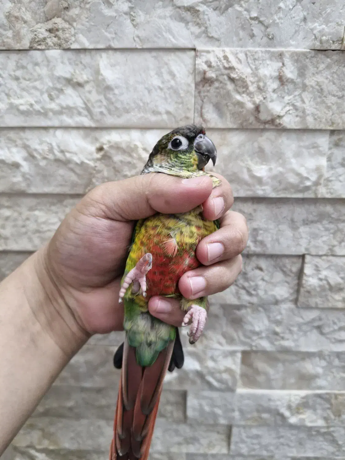 گرینچیک یلو ساید رد فاکتور|پرنده|بندر امام خمینی, |دیوار