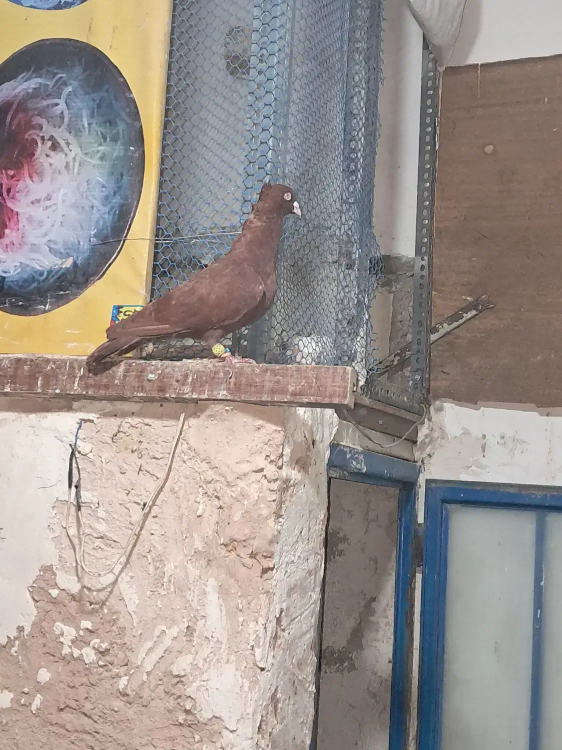 سرخ کاکلی بینظیر|پرنده|اقبالیه, |دیوار