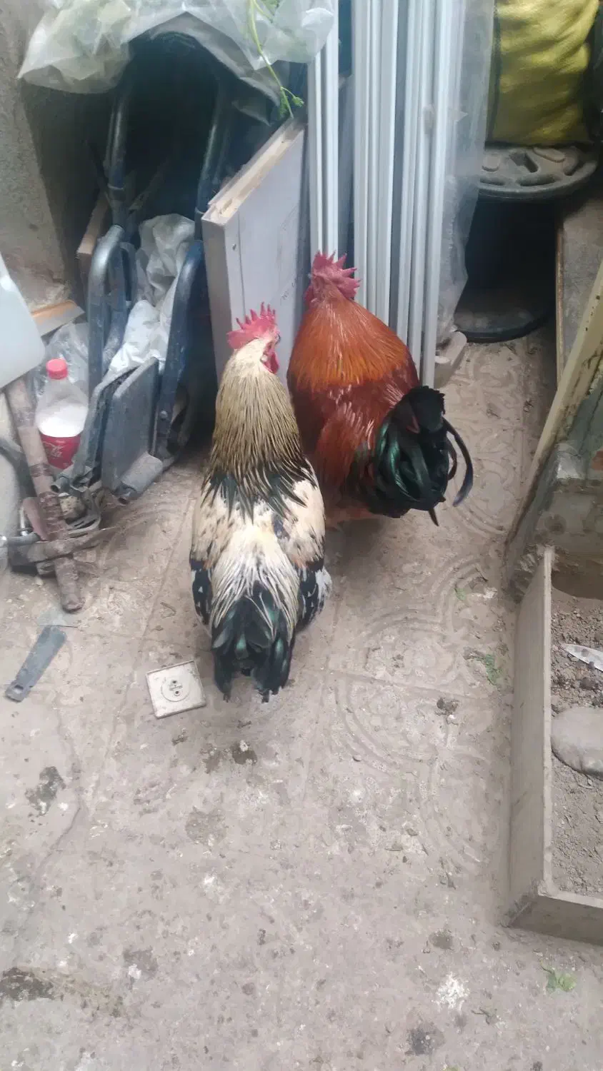 خروس|حیوانات مزرعه|تبریز, |دیوار