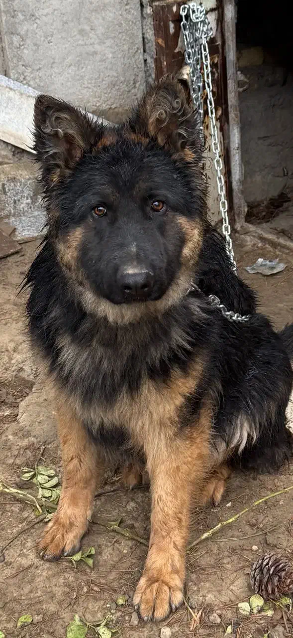 سگ گمشده|حیوانات|مشهد, ثامن|دیوار