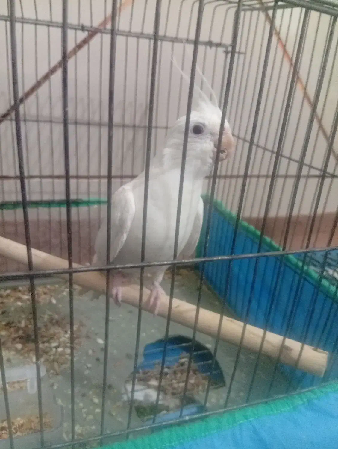 عروس هلندی|پرنده|لامرد, |دیوار