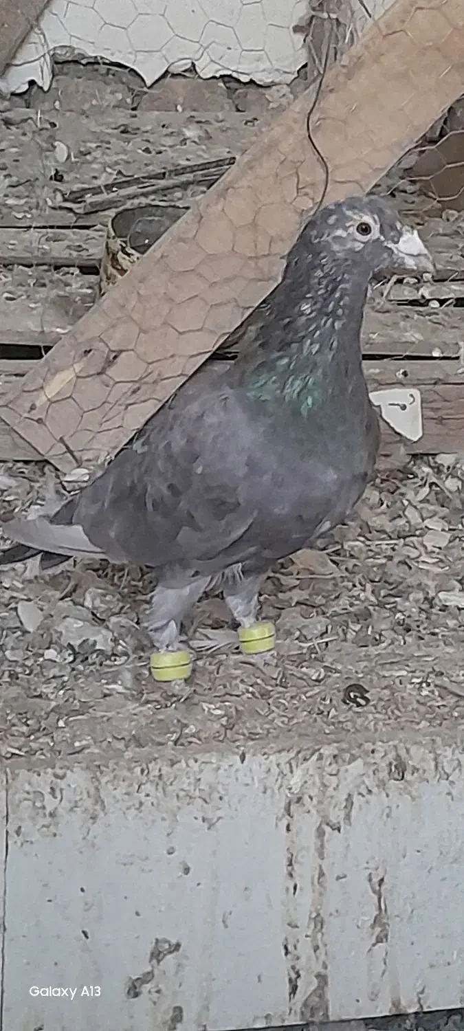 سار شکلاتی مقبول کفتر بم به ضمانت|پرنده|فریمان, |دیوار