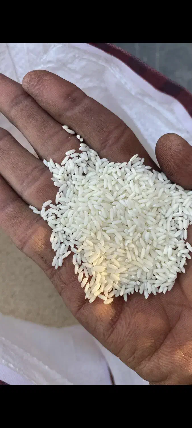 برنج سونامسوری شبیه عنبر بو|عمدهفروشی|پیشوا, |دیوار