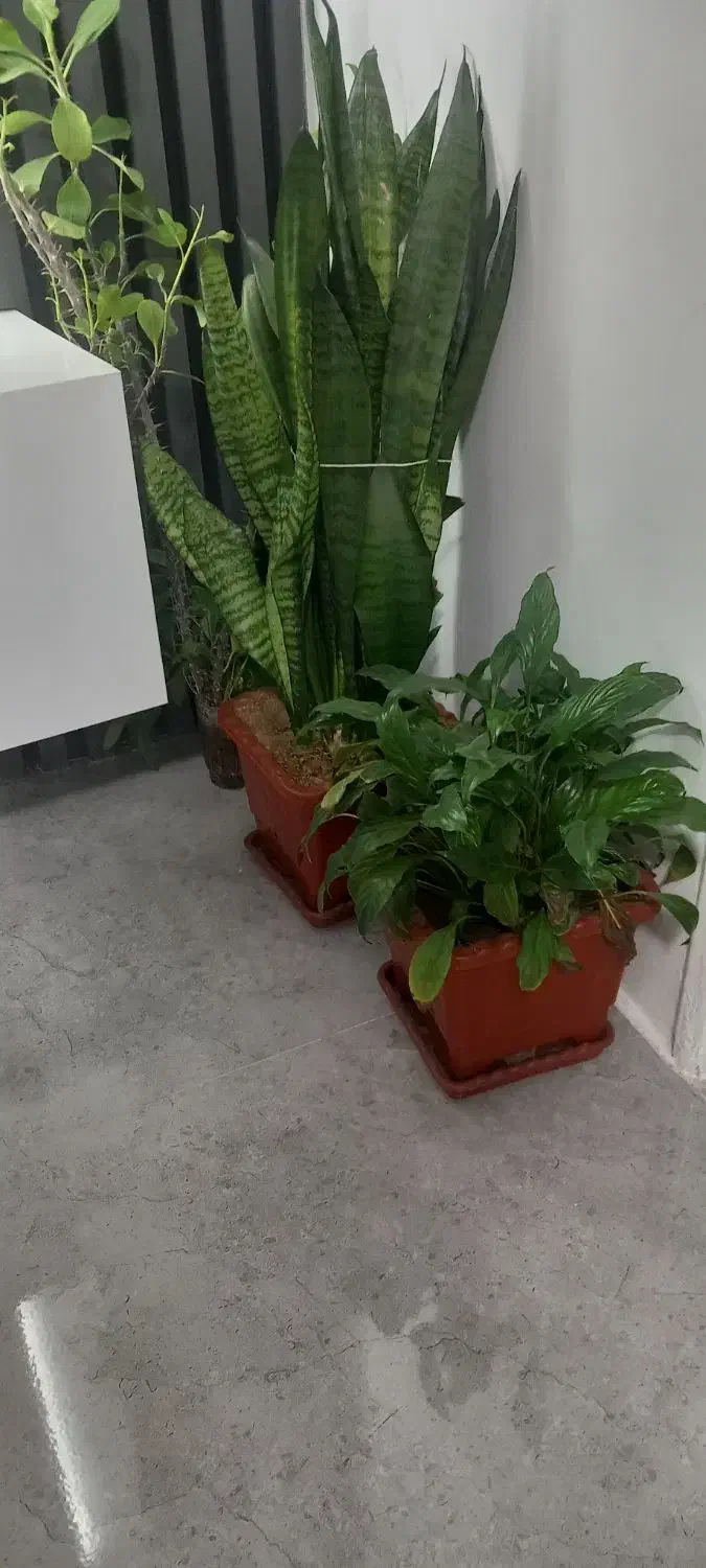 گل های طبیعی و سالم و گلدان خالی|گل و گیاه طبیعی|سنندج, |دیوار