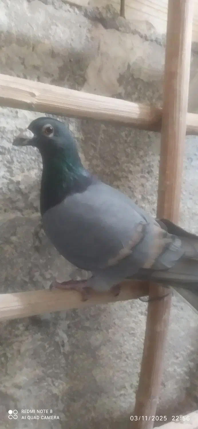 کفتر مسافتی|پرنده|اقبالیه, |دیوار