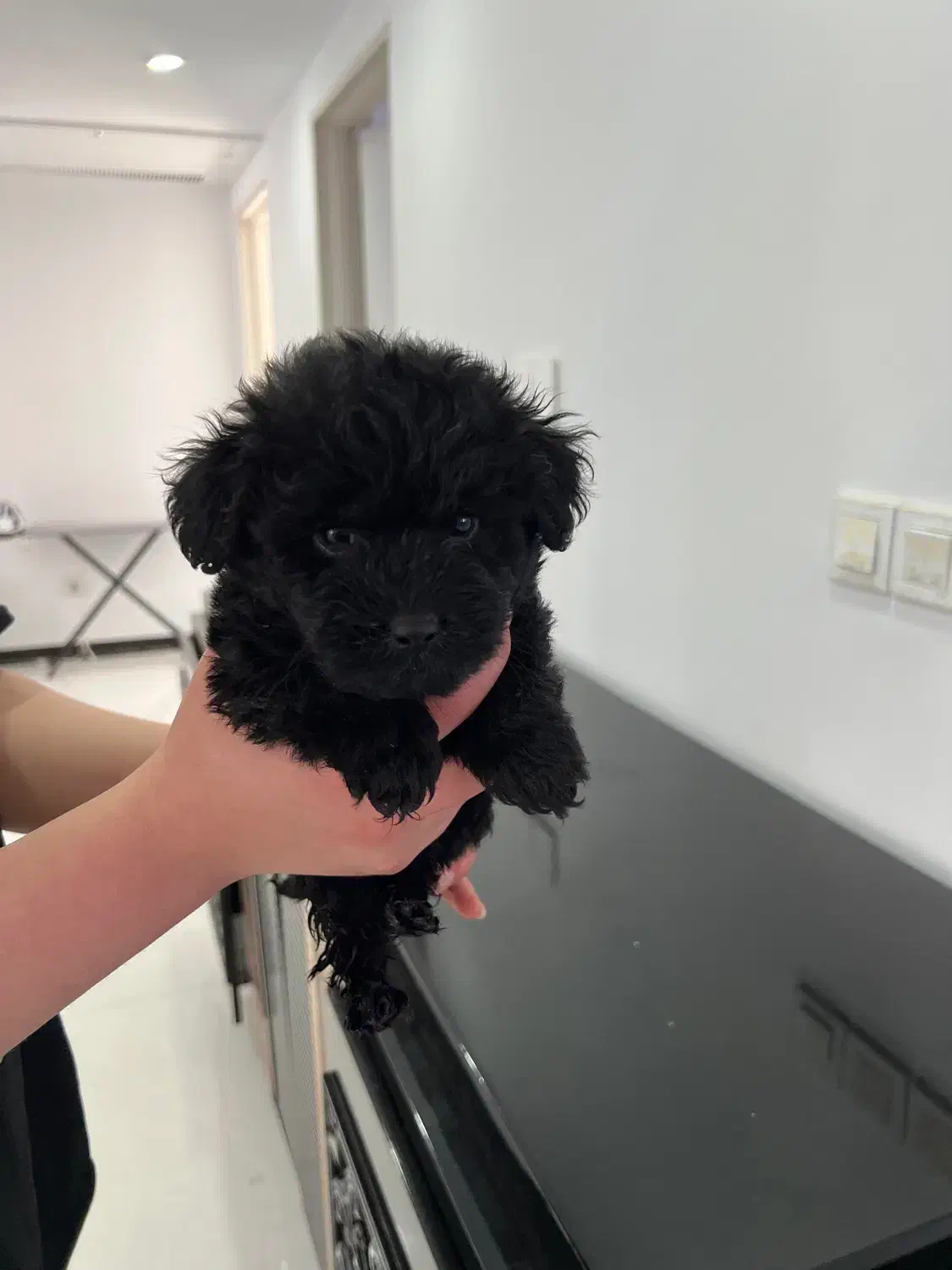 توله پودل|سگ|کرج, شهرک بنفشه|دیوار