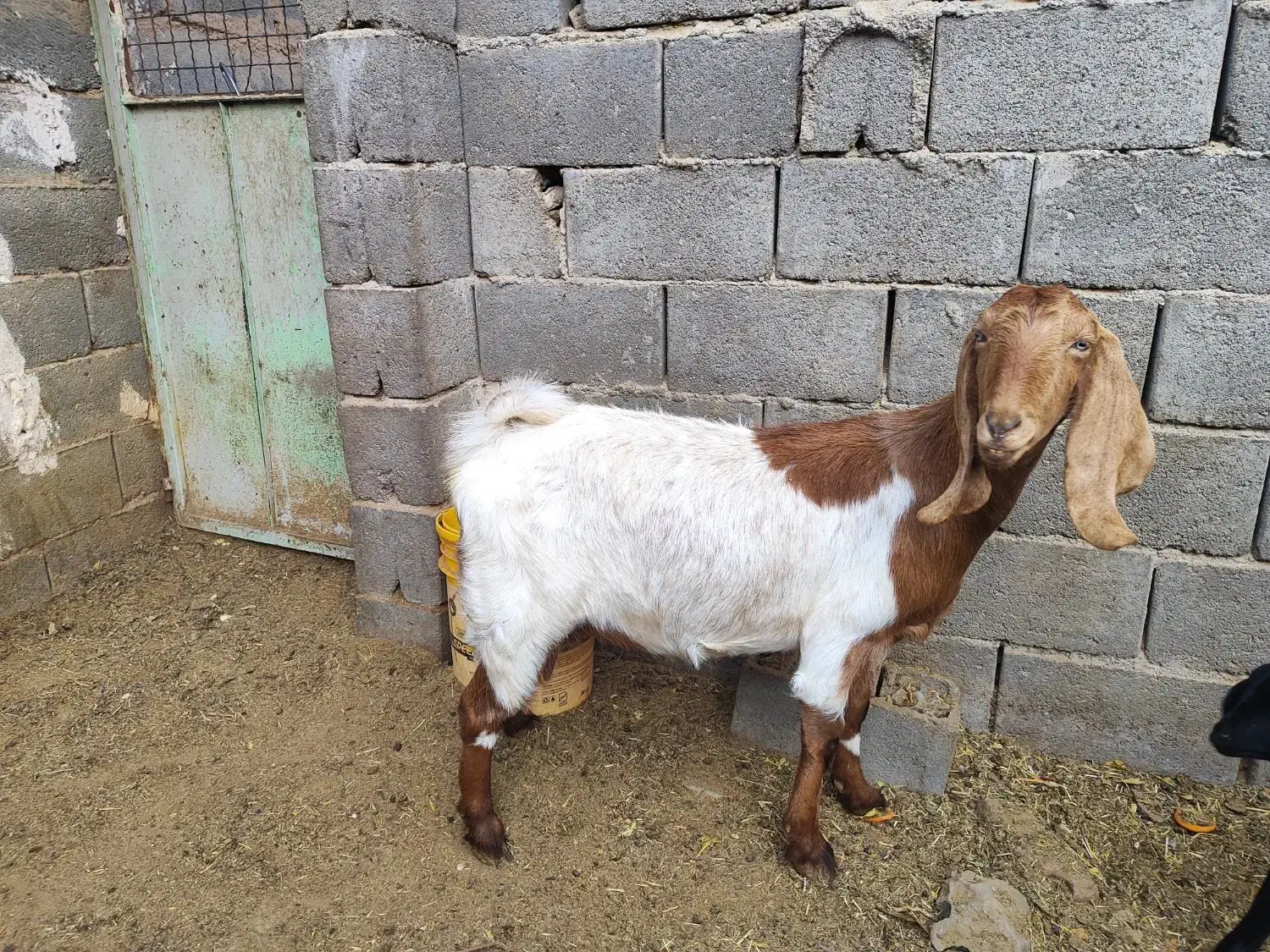 بز آبستن 3ماه|حیوانات مزرعه|تفت, |دیوار