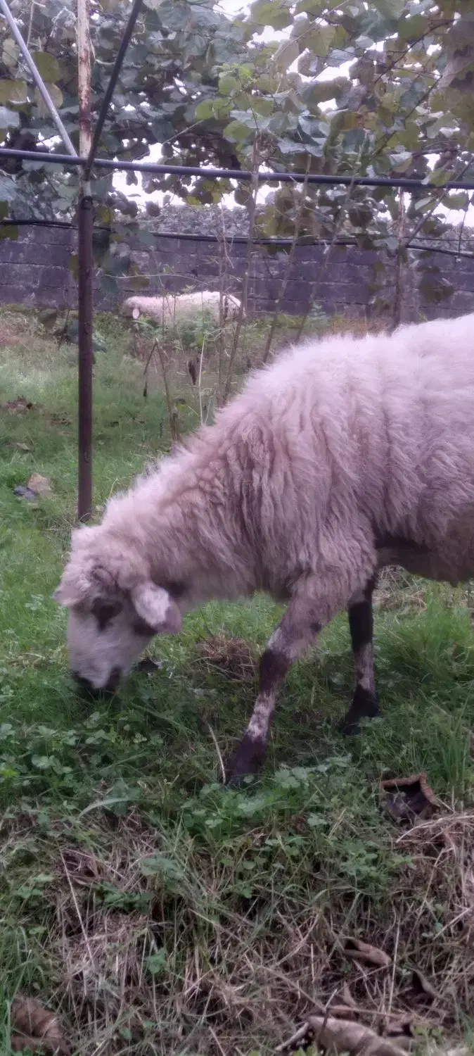 فروش گوسفند نر وماده|حیوانات مزرعه|تالش, جوکندان|دیوار