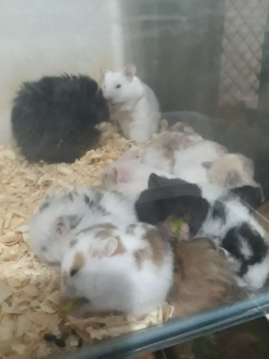 همستر خانگی|موش و خرگوش|قدس, شهرقدس|دیوار