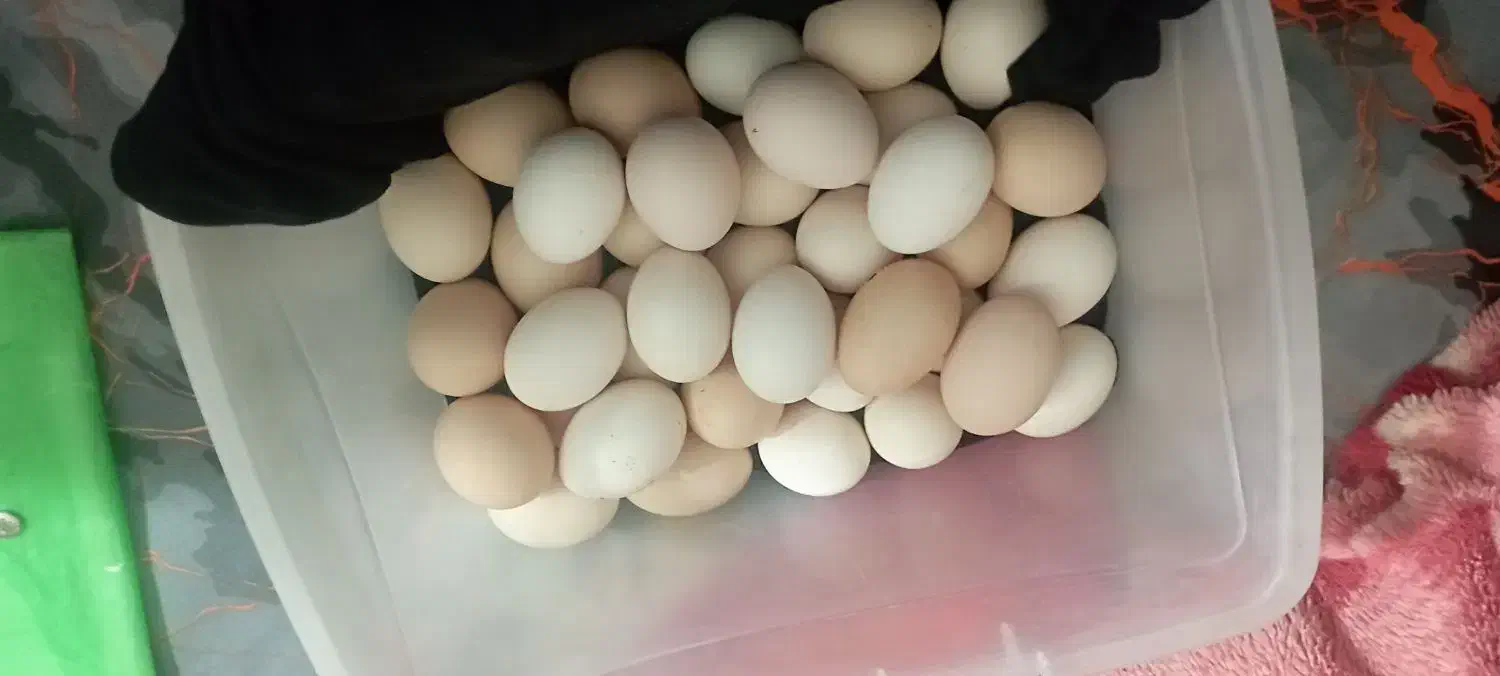 تخم مرغ محلی|حیوانات مزرعه|گرگان, |دیوار