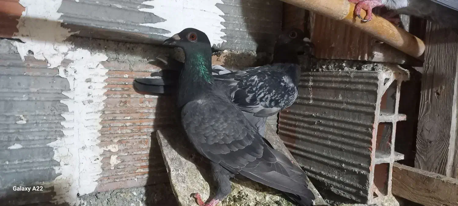 کبوتر|پرنده|گرگان, |دیوار