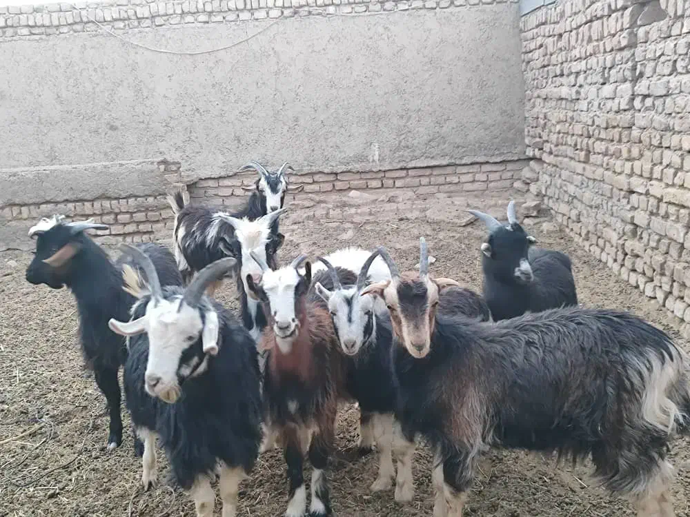 فروش بزغاله نر وماده|حیوانات مزرعه|جوادآباد, |دیوار