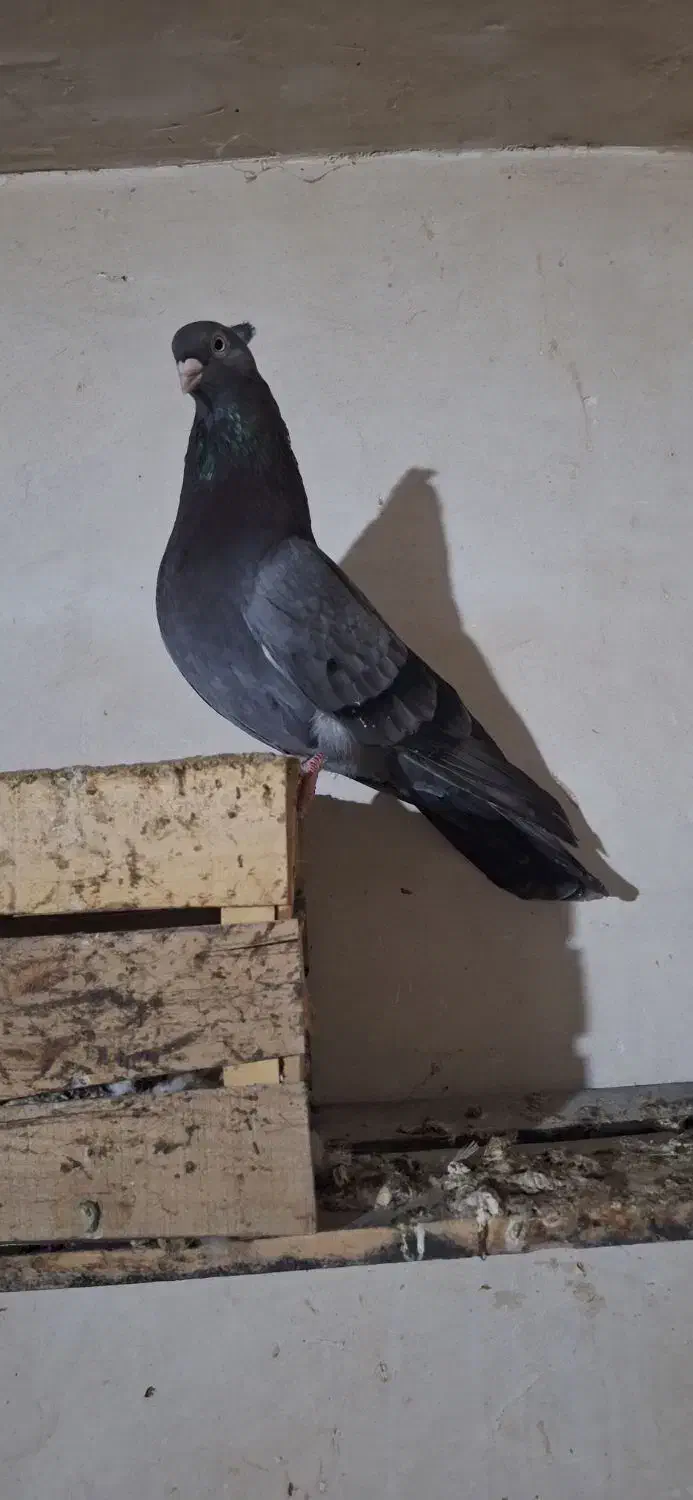 صرب|پرنده|هندیجان, |دیوار