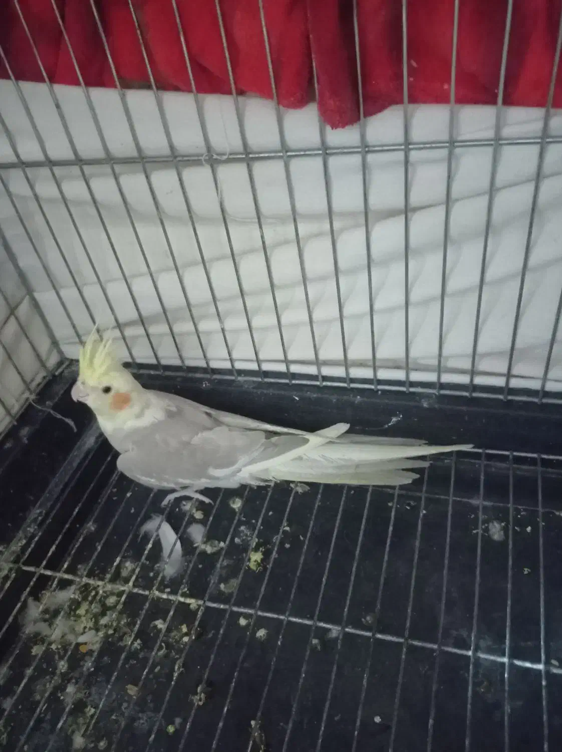 عروس ماده|پرنده|شهریار, شهرک بهاران (ویره)|دیوار