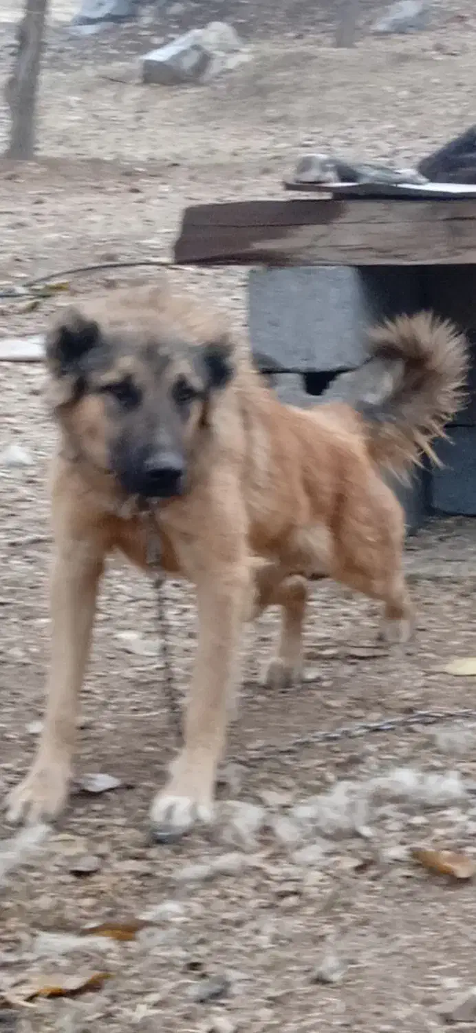 سگ سرابی گمشده|حیوانات|ایلام, |دیوار