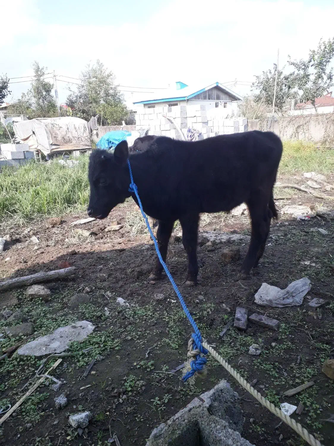 ورزا کوله چالوسی فوق العاده جنس لیشه گاو|حیوانات مزرعه|رشت, حومه رشت|دیوار