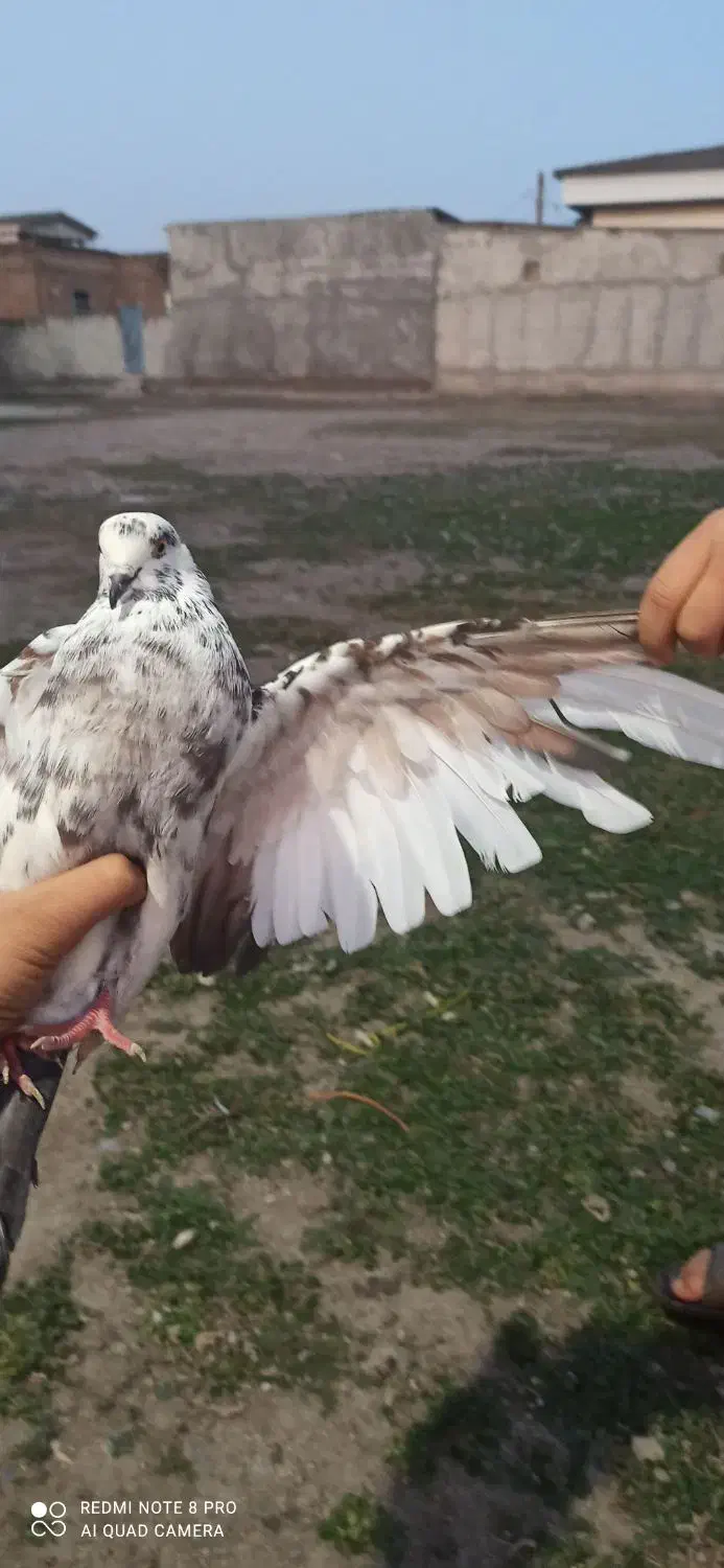 کبوتر|پرنده|آق قلا, |دیوار