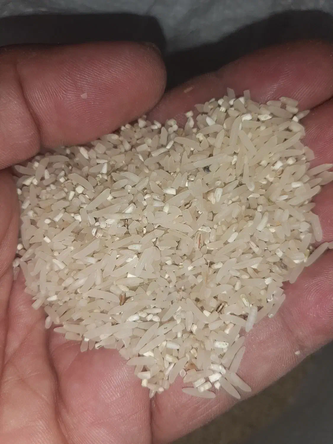 عرضه مستقیم برنج ایرانی سرگل|خوردنی و آشامیدنی|شاهرود, |دیوار