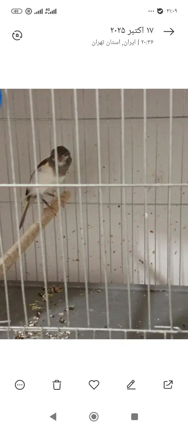 قناری نر|پرنده|پاکدشت, حصار امیر|دیوار