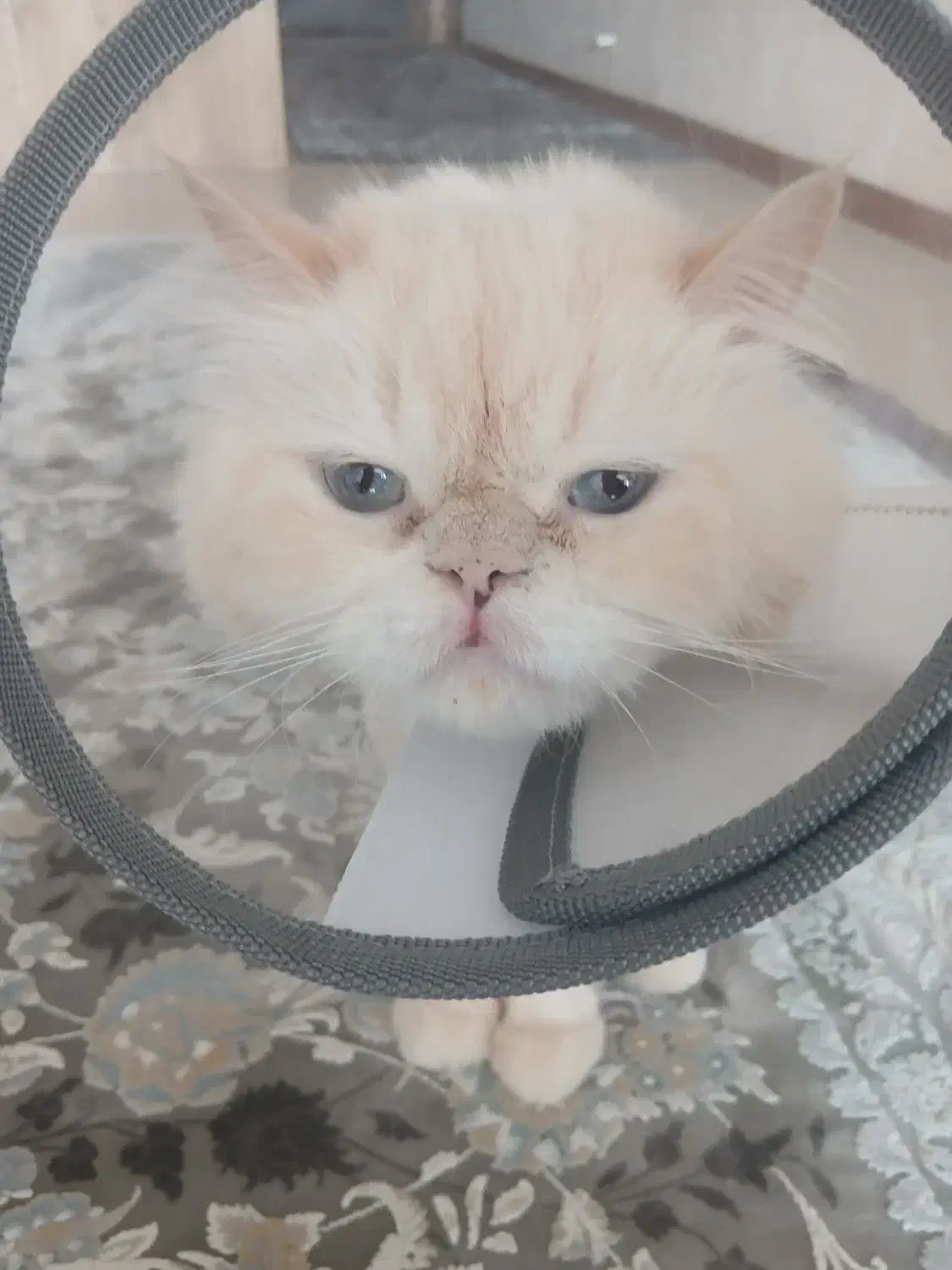 گربه پرشین|گربه|فردیس, شهرک شهید حسینی|دیوار