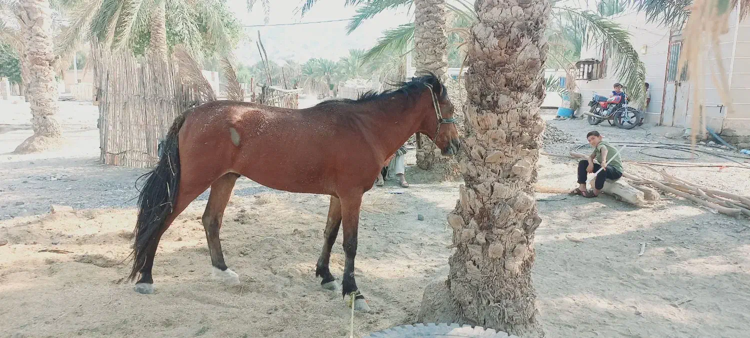 اسب نریان فروشی|حیوانات مزرعه|فاریاب, |دیوار