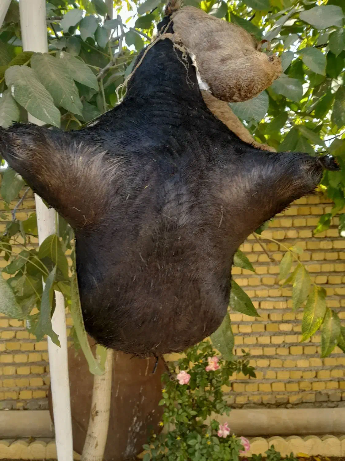 هیزه|ظروف نگهدارنده، پلاستیکی، یکبارمصرف|الشتر, |دیوار