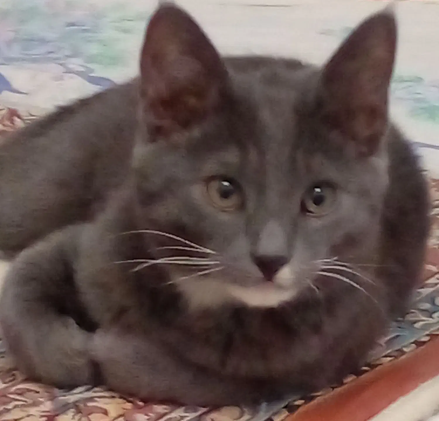 گربه گمشده|حیوانات|اردبیل, |دیوار