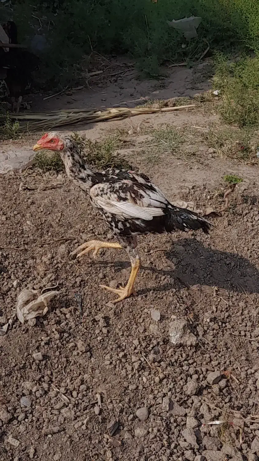 لاری|حیوانات مزرعه|نگین شهر, |دیوار