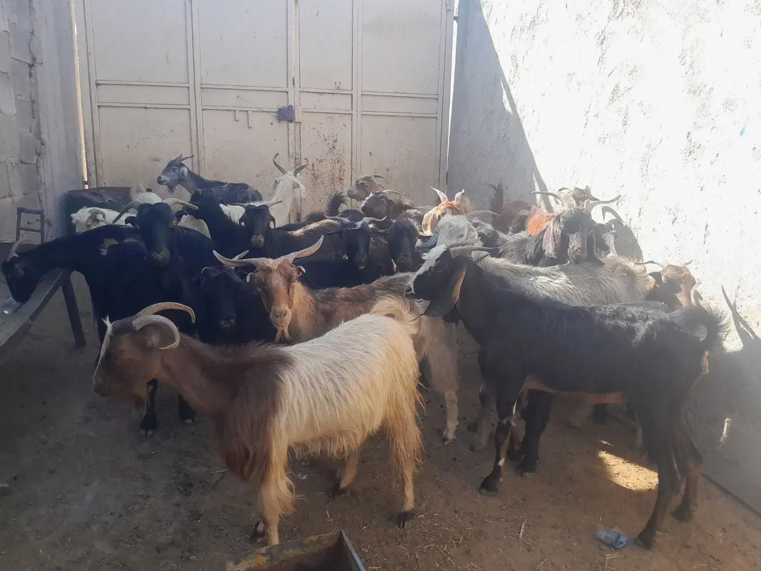 ۲۲تابز جوان ابستن دونه ۶۲۰۰ملیون|حیوانات مزرعه|خشت, |دیوار