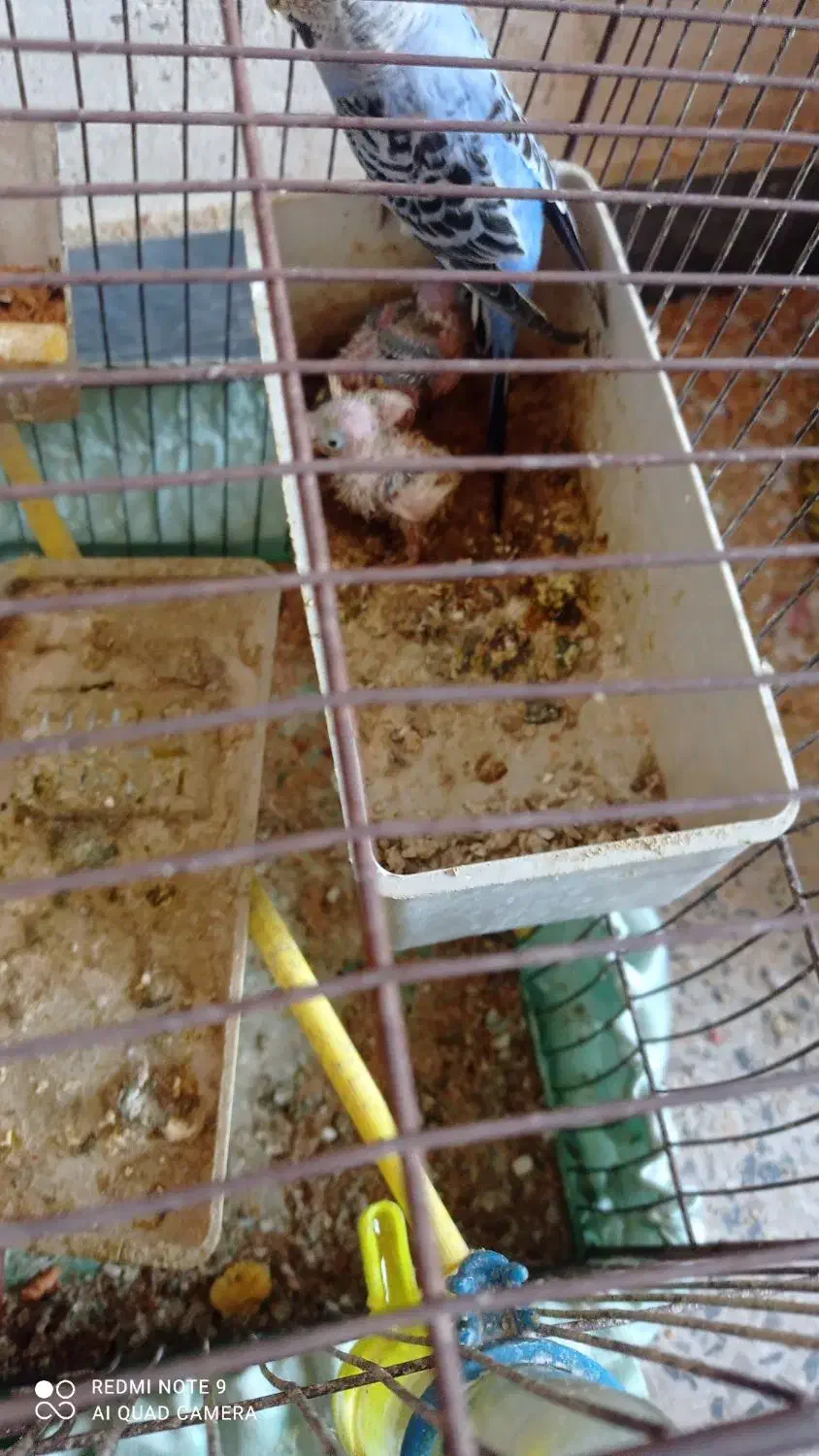 مرغ عشق فروشی|پرنده|دوگنبدان, |دیوار