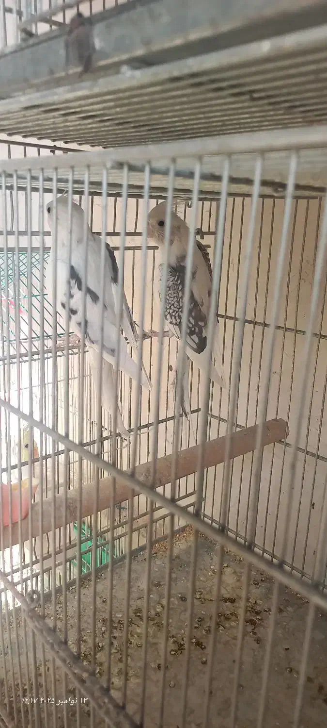 عروس هلندی|پرنده|تهران, کیانشهر|دیوار