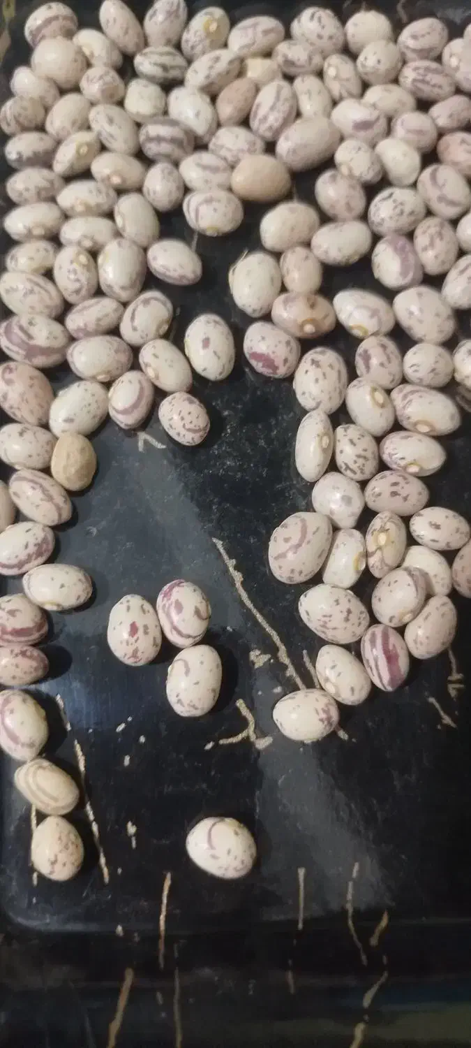 لوبیا چیتی امسال|خوردنی و آشامیدنی|شاهینشهر, شهرک ردانی پور|دیوار