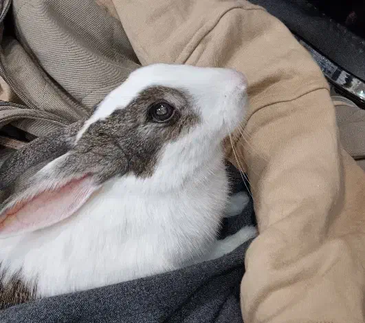 واگذاری خرگوش|موش و خرگوش|تهران, المهدی|دیوار