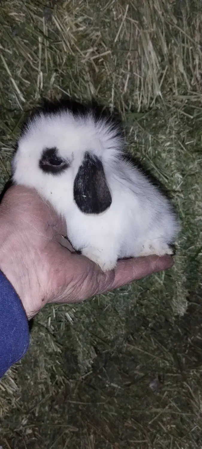 بچه خرگوش لپ هلندی|موش و خرگوش|پاوه, |دیوار